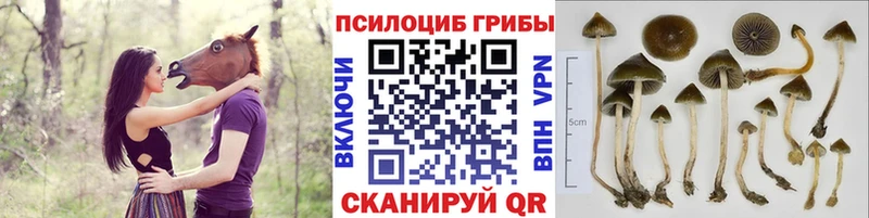 Псилоцибиновые грибы Psilocybe продажа наркотиков Новомосковск